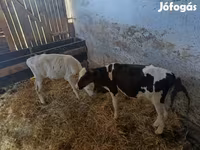Bulle, Russian Black pied cattle — Foto 1