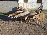 भेड़, Hissar sheep — फ़ोटो 8