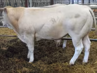公牛, Blonde d’Aquitane cattle — 照片 3