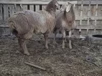母羊, Arashan sheep — 照片 3