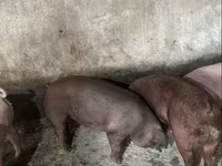 मादा सूअर, Дюрок — फ़ोटो 6