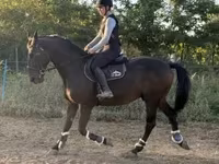 حصان, Nonius horse — الصورة 2