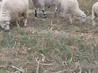 Ram, Cerry Hill sheep — photo 2