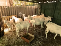 बकरा, Saanen goat — फ़ोटो 1