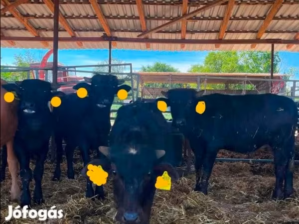 Vaca, Búfalo Africano