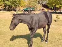 Hengst, Nonius horse — Foto 5