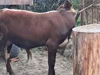 公牛, Cattle — 照片 2