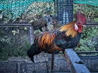 Chickens — الصورة 3