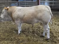 公牛, Blonde d’Aquitane cattle — 照片 1