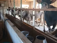 Vache, Race Alatauskaya — photo 1