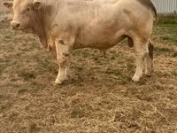 Taureau, Charolais cattle — photo 2