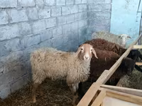Oveja, Beulah Speckled face sheep — foto 3