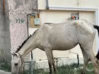 Stute, Azerbaijan horse — Foto 2