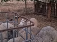 Widder, Cerry Hill sheep — Foto 6