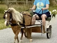 公马, Miniature horse — 照片 1