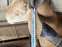 Bélier, Afghan Arabi sheep — photo 4