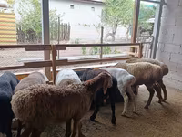 نعجة, Rhon sheep — الصورة 3