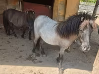 فرس, Shetland Pony — الصورة 2