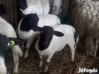 Moutons (lot, sexe non indiqué), Dorper sheep — photo 3