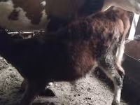 Krowa, Simmental cattle — zdjęcie 3