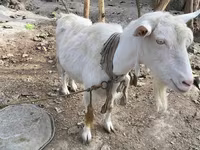 Ziege, Fergana goat — Foto 1