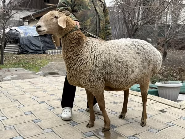 Brebis, Arashan sheep