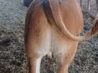 公牛, Limousin cow — 照片 2