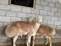 Bélier, Afghan Arabi sheep — photo 2