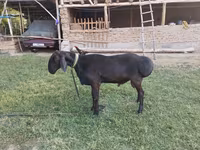 كبش, Edilbay sheep — الصورة 3