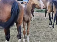 Caballo, Akhal-Teke — foto 4