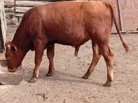 Bull, Cattle — photo 4