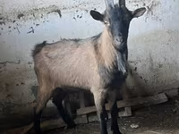 Boucs, Oberhasli goats — photo 3