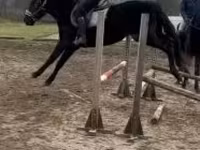 घोड़ा, Hungarian horse breed — फ़ोटो 2