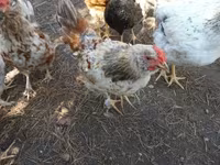Chickens — photo 7