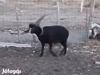 公羊, Shetland sheep — 照片 2