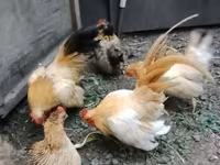 Bantam — Foto 2