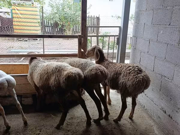 母羊, Rhon sheep
