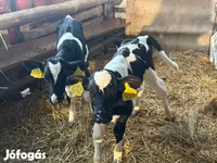 Bulle, Russian Black pied cattle — Foto 1