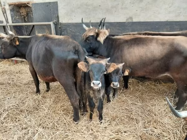 Vache, Bovins