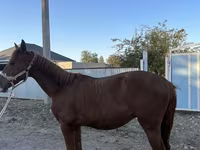 Caballo, Arabian horse — foto 3