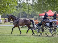 घोड़ा, Nonius horse — फ़ोटो 8