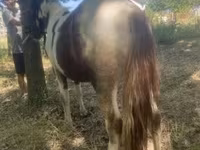 At, Indian half-bred — foto 3