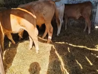 सांड, Simmental cattle — फ़ोटो 5