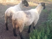 Widder, White Suffolk sheep — Foto 3