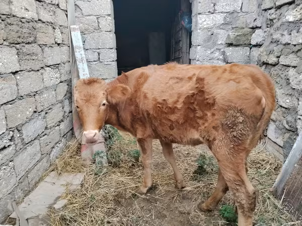 Vaca, Bovinos
