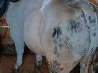 Bull, Belgian Blue — photo 3