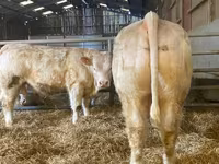 Taureau, Simmental cattle — photo 2