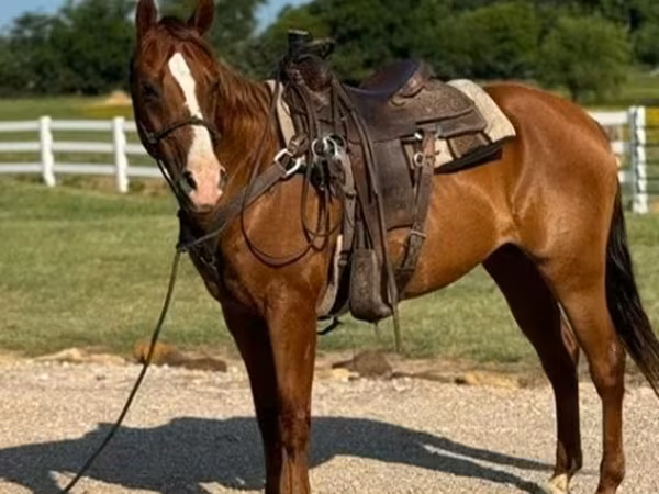 Caballo, Morgan