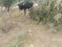 Vaca, Simmental cattle — foto 5