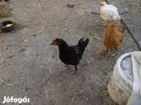 Chickens — zdjęcie 1